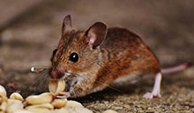 24 Hour & Emergency Exterminators in Verona, MO